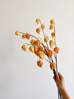 Faux Physalis Flower Arrangement - Light Orange (3 Stems)