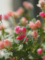Rustic Elegance Blush & Coral Rose Faux Floral Arrangement